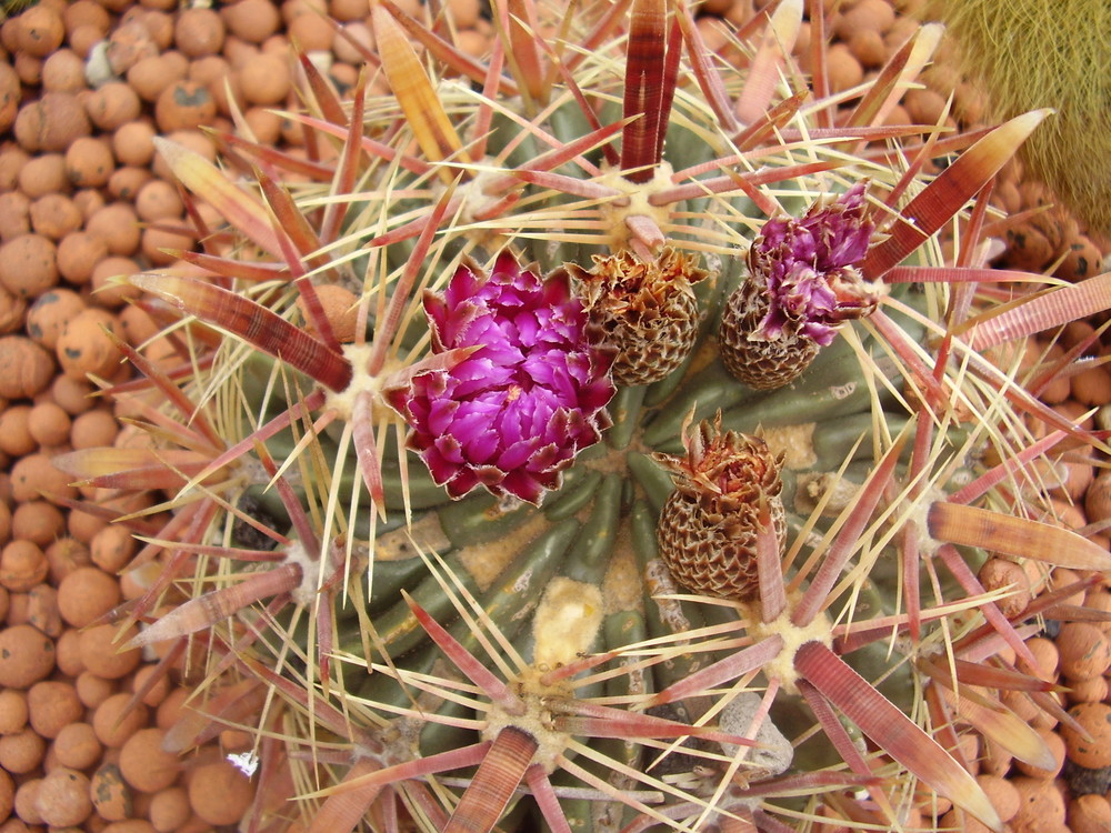 Kaktusblüte im November 2008