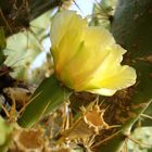 Kaktusblüte in der Morgensonne