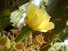 Kaktusblüte in der Morgensonne