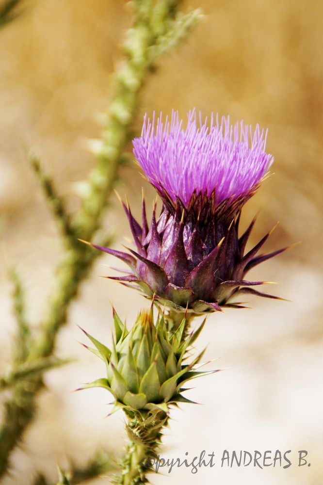 Kaktusblüte in der Wüste