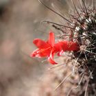 Kaktusblüte in freier Natur