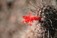 Kaktusblüte in freier Natur