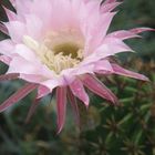 Kaktusblüte in meinem Garten