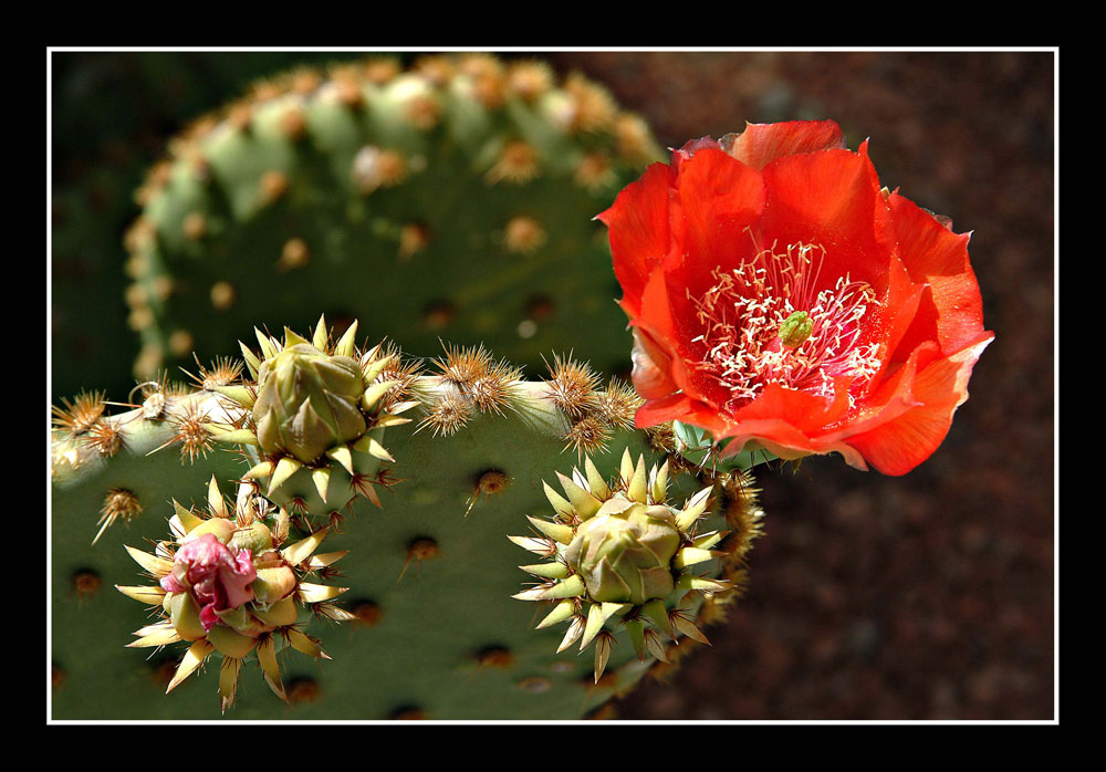 Kaktusblüte in Phoenix/Arizona