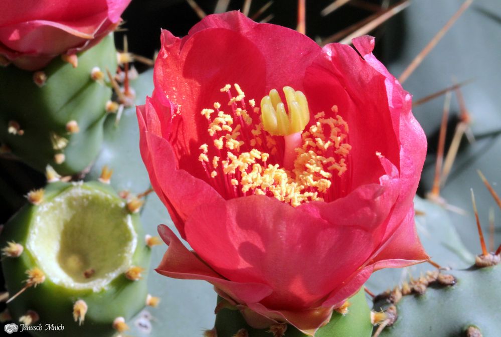 Kaktusblüte in Rot...