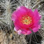 Kaktusblüte in Utah Mai07