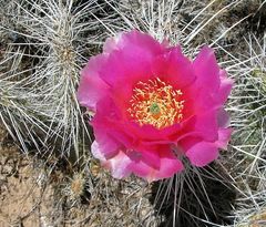 Kaktusblüte in Utah Mai07