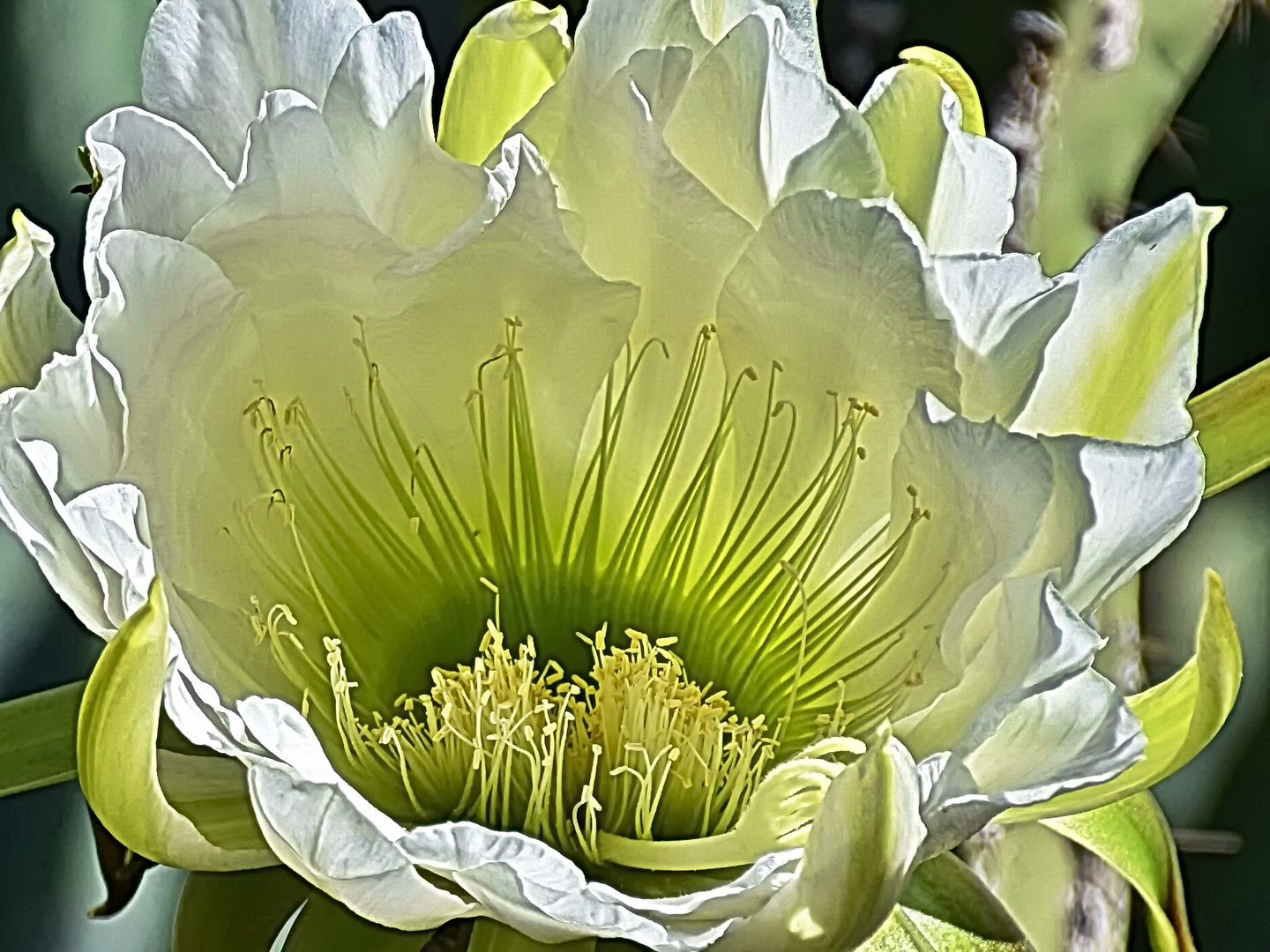 Kaktusblüte in weiß