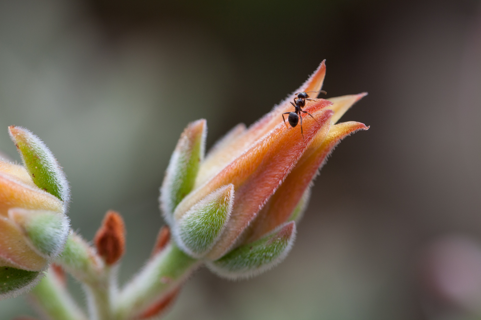 Kaktusblüte mit Ameise oder wie Andre` vorgeschlagen hat: Wohlfühloase...