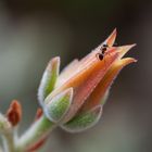 Kaktusblüte mit Ameise oder wie Andre` vorgeschlagen hat: Wohlfühloase...