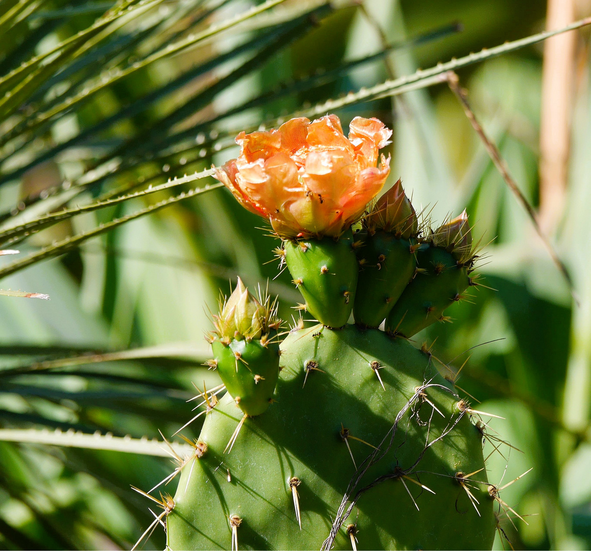 Kaktusblüte mit Besucher