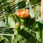 Kaktusblüte mit Besucher