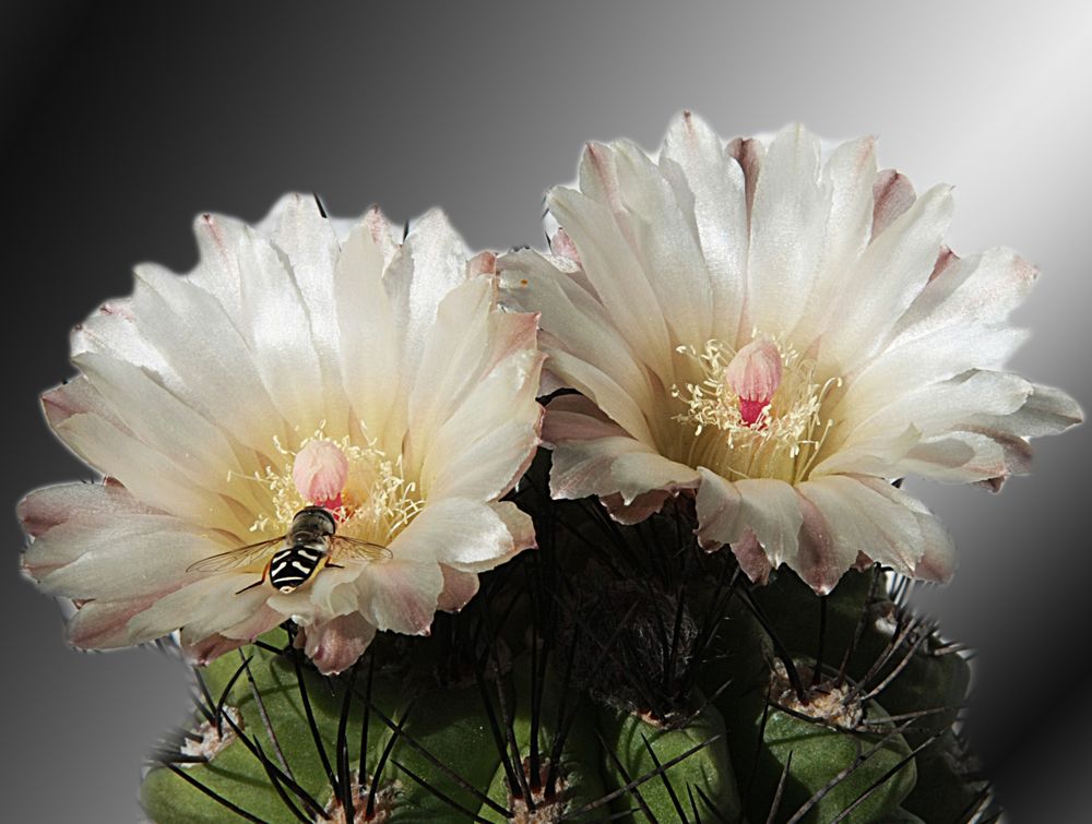 Kaktusblüte mit Schwebfliege