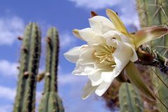 Kaktusblüte mit Spinne