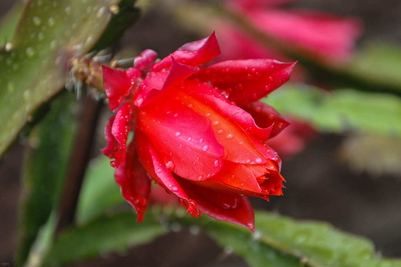 Kaktusblüte mit Wassertropfen