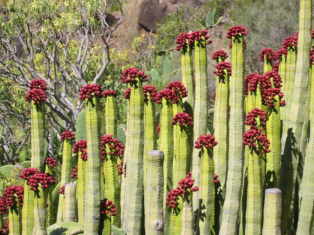 Kaktusblüte oberhalb El Guro