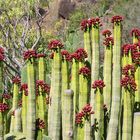 Kaktusblüte oberhalb El Guro