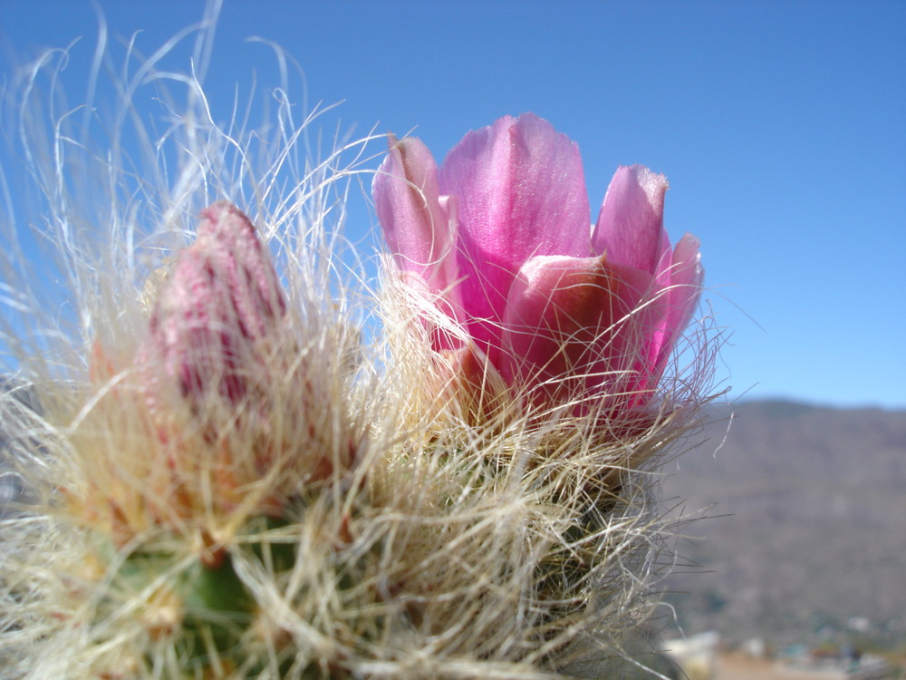 Kaktusblüte, rosa