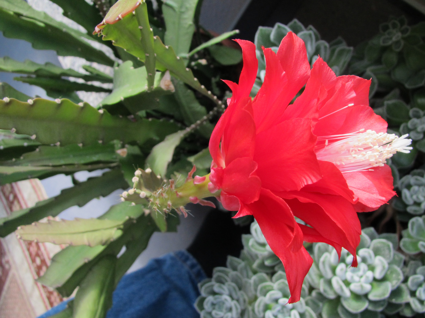 Kaktusblüte Rot Foto & Bild rot, natur, pflanzen Bilder auf