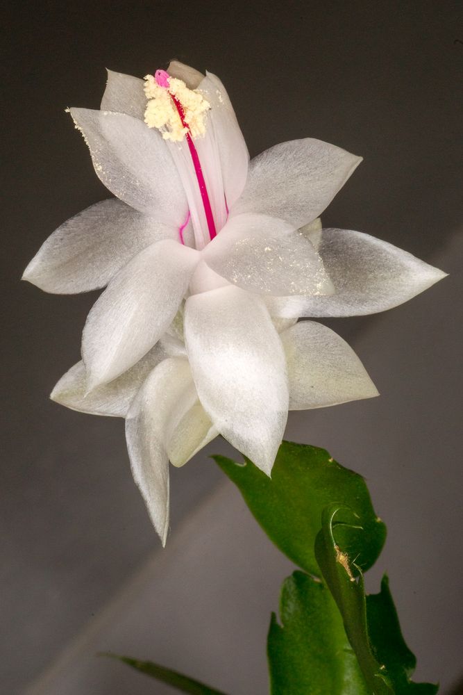 Kaktusblüte (Schlumbergera)