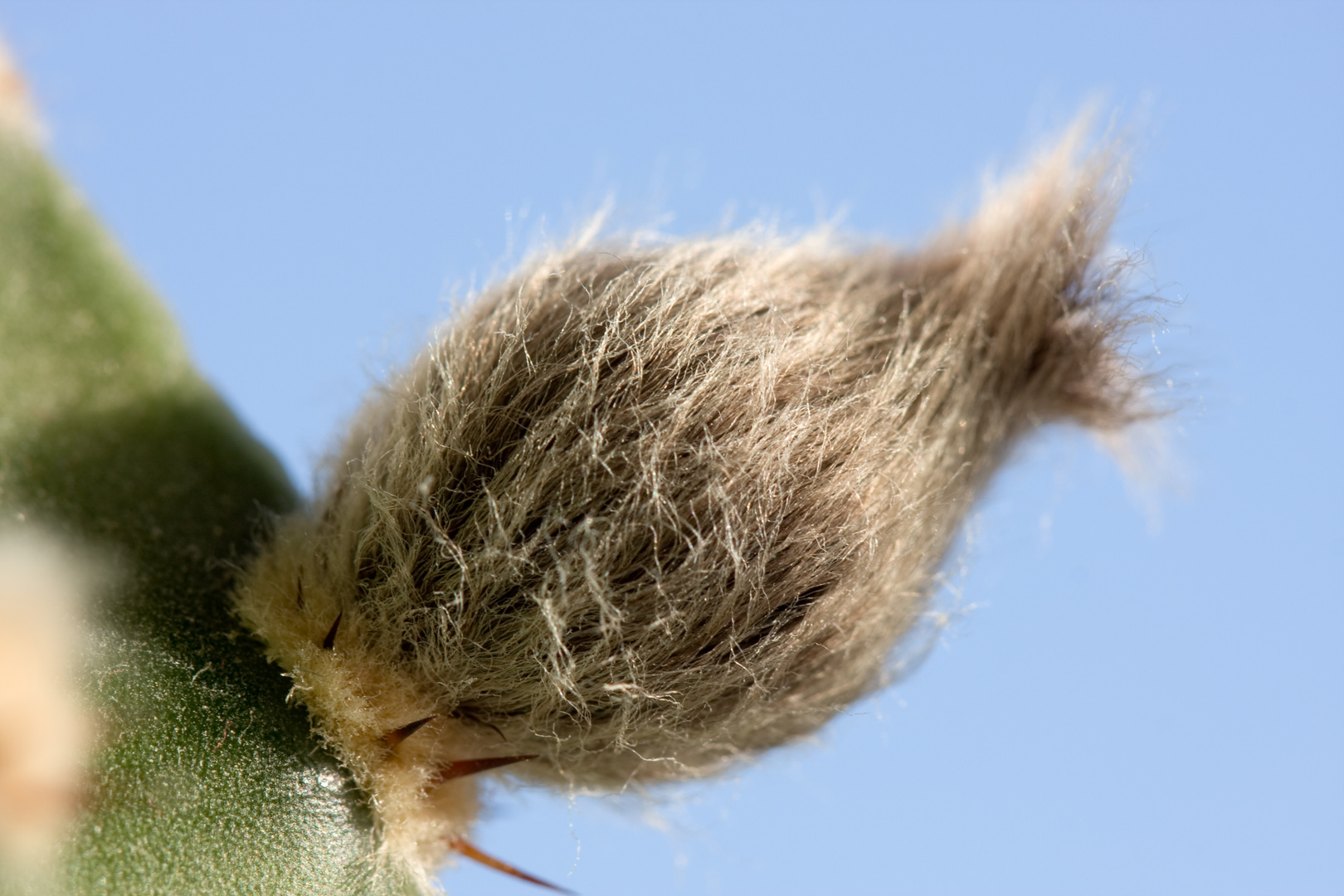 Kaktusblüte Teil 1