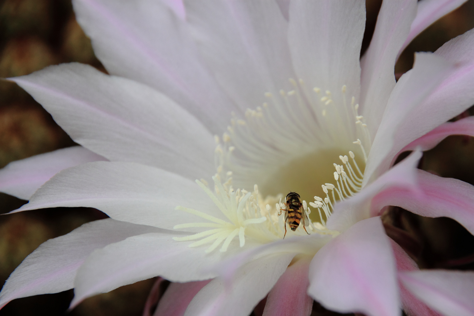 Kaktusblüte und Schwebfliege