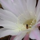 Kaktusblüte und Schwebfliege