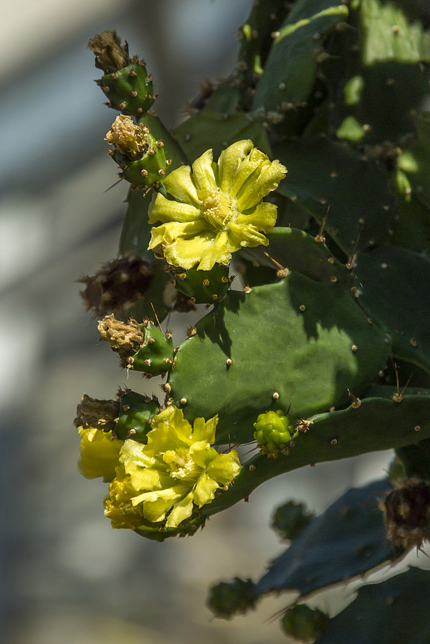 Kaktusblüten