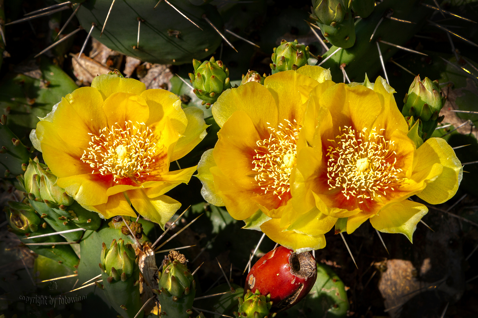 Kaktusblüten