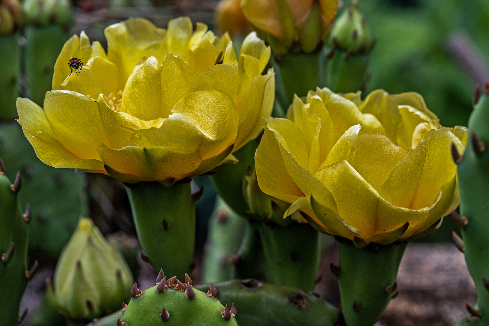 Kaktusblüten