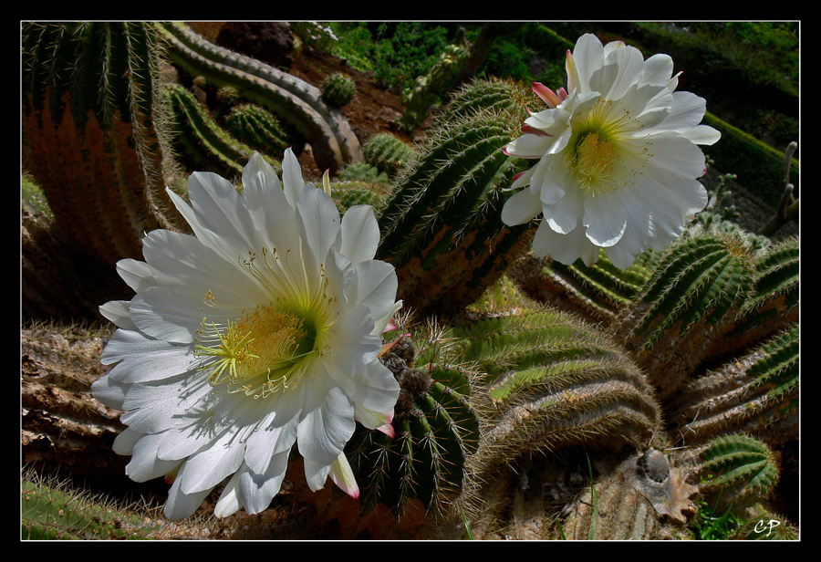 Kaktusblüten ...