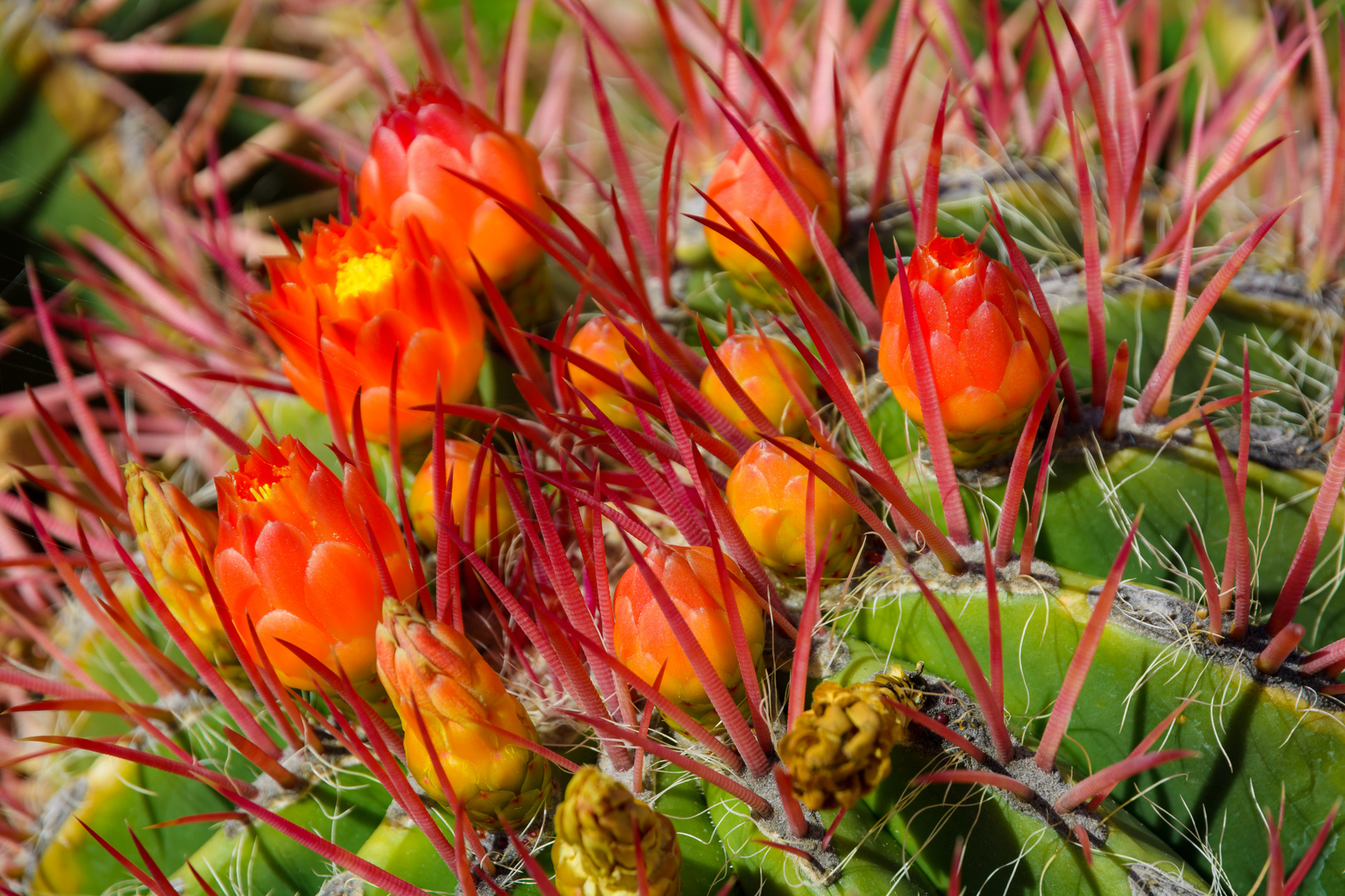 Kaktusblüten