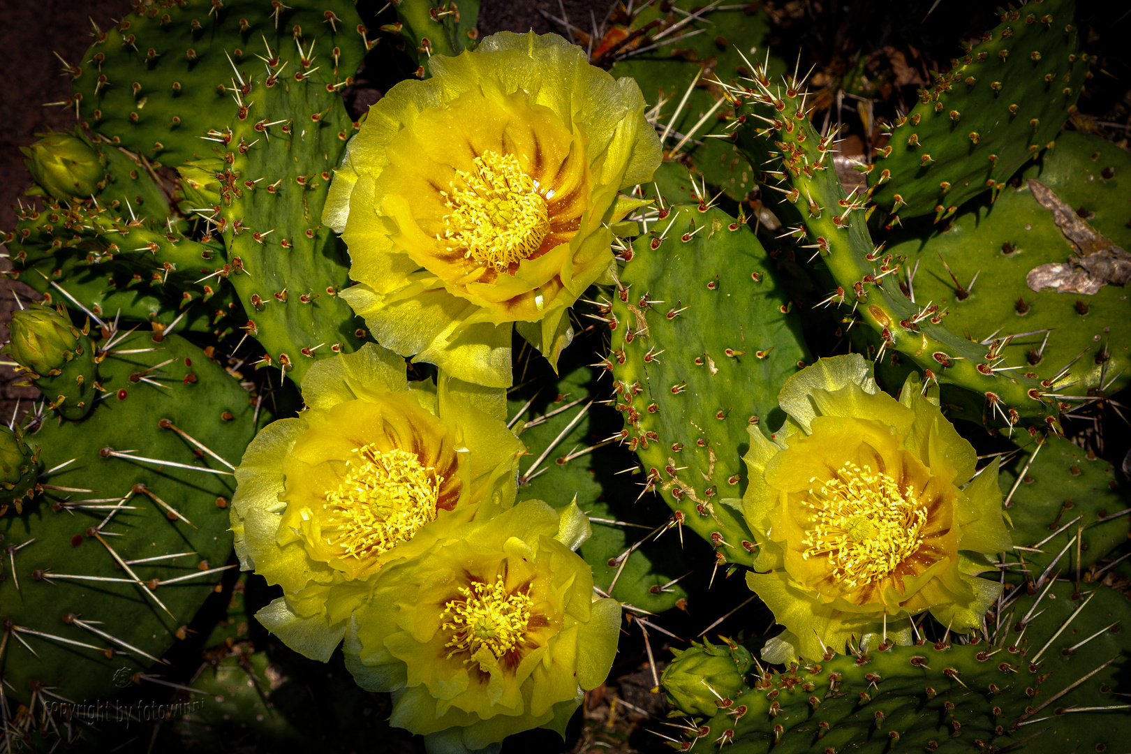 Kaktusblüten