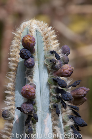 Kaktusblüten