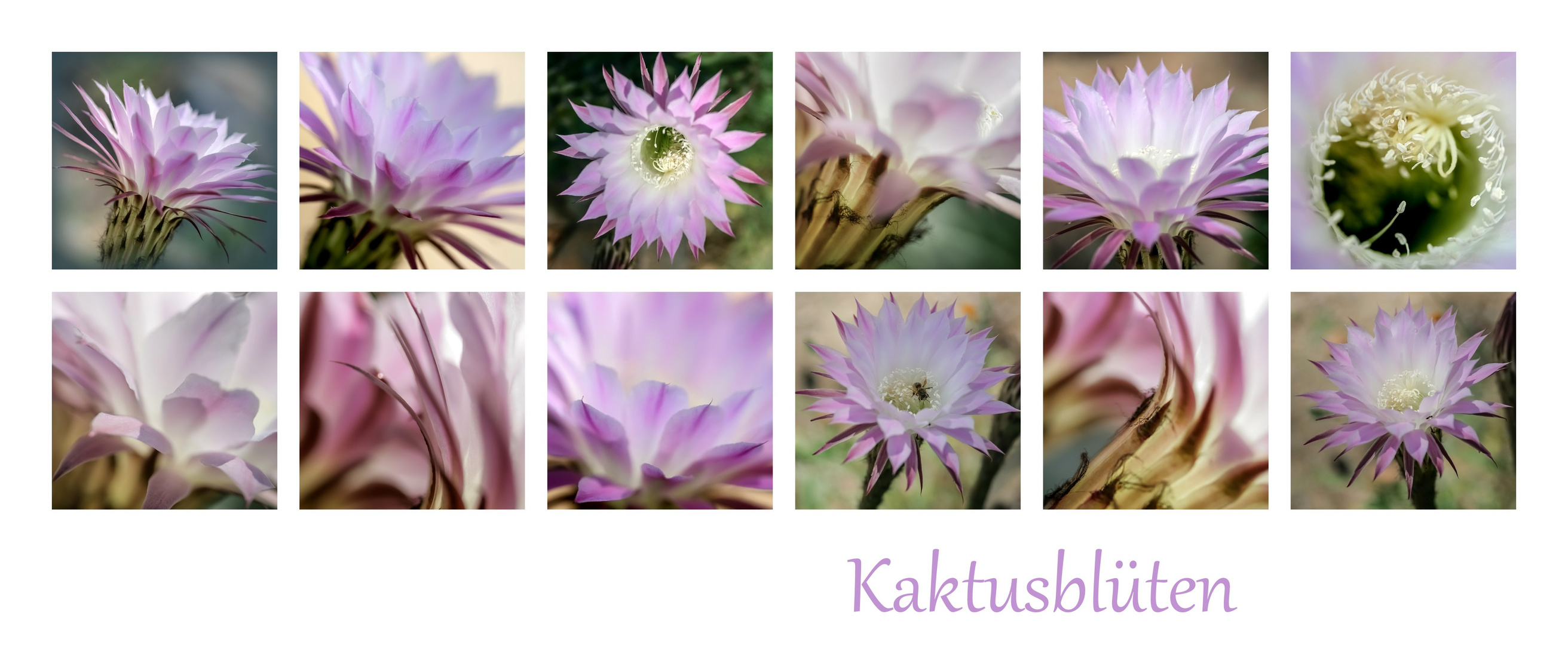 Kaktusblüten