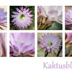 Kaktusblüten