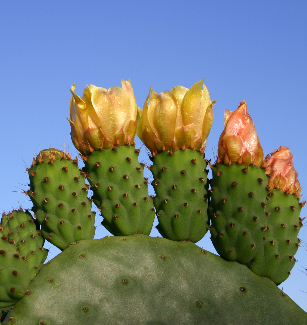 Kaktusblüten