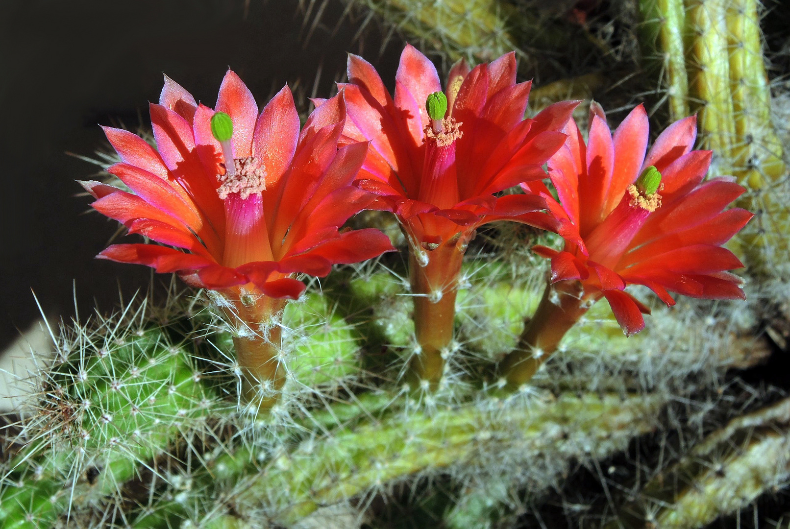 Kaktusblüten (Echinocereus sanpedroensis) auf dem Balkon