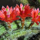 Kaktusblüten (Echinocereus sanpedroensis) auf dem Balkon