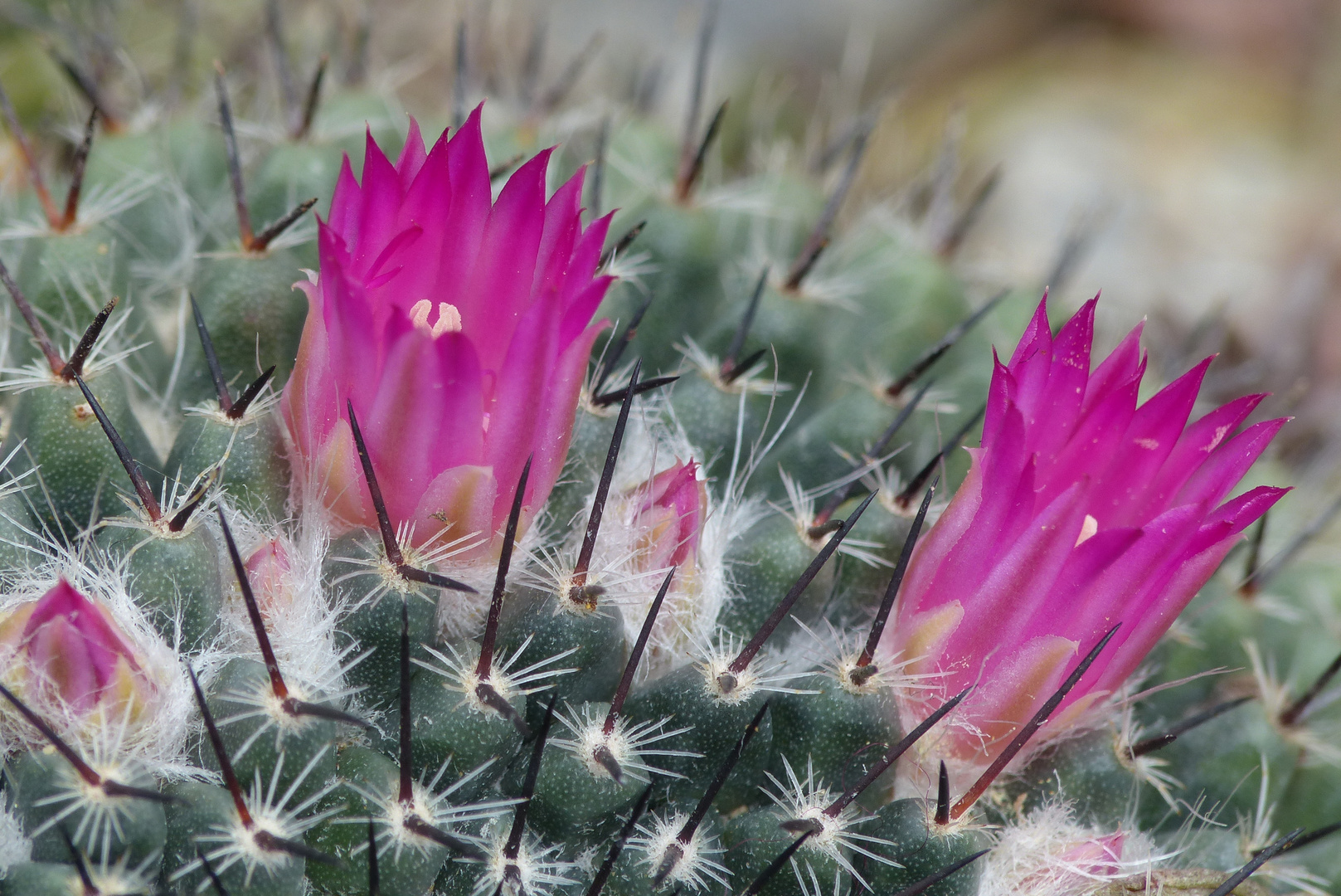 Kaktusblüten