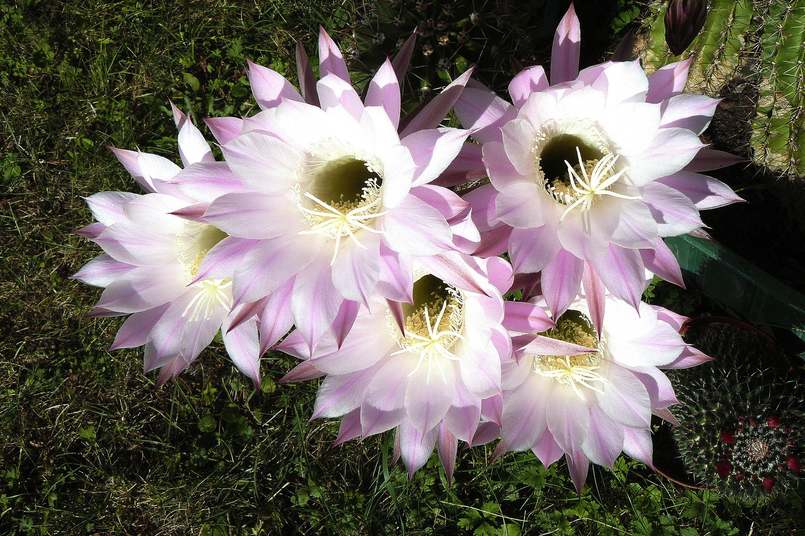 Kaktusblüten im Garten