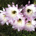 Kaktusblüten im Garten