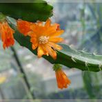 Kaktusblüten in orange