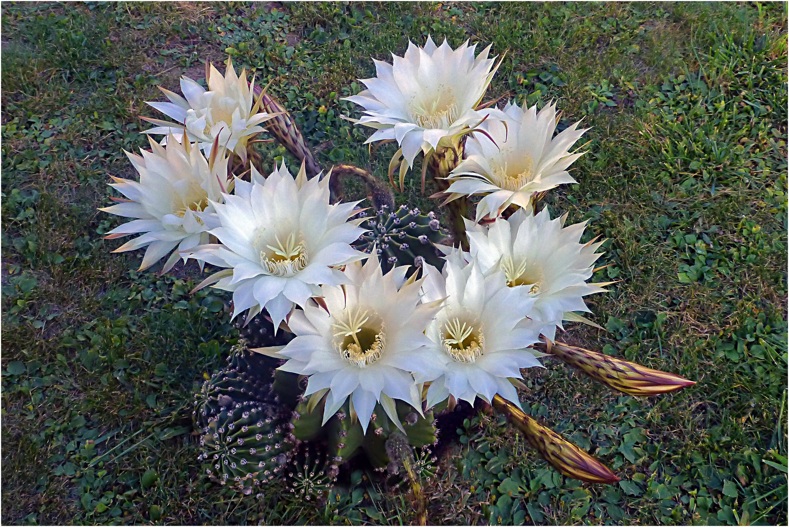 Kaktusblüten (Königin der Nacht) Foto & Bild natur Bilder auf