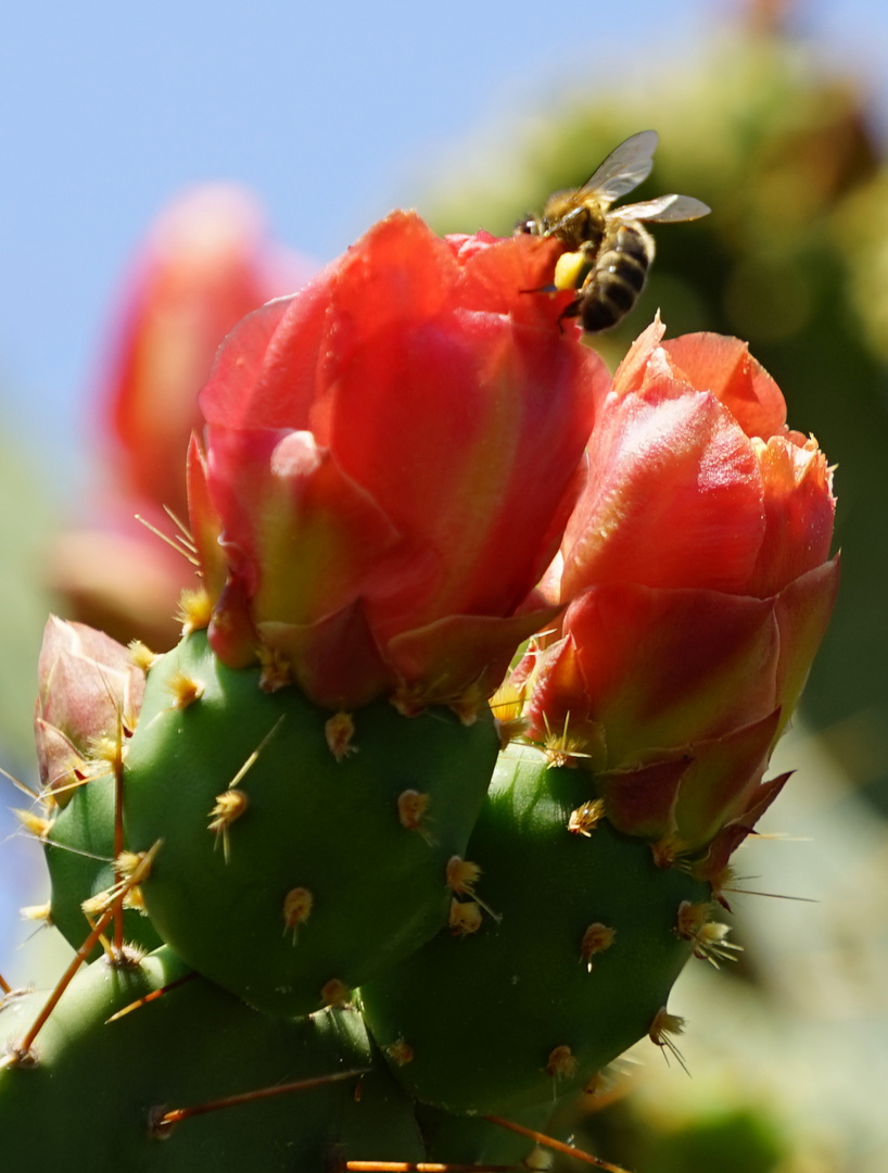 Kaktusblüten mit Besucher