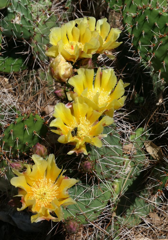 Kaktusblüten mit Gästen