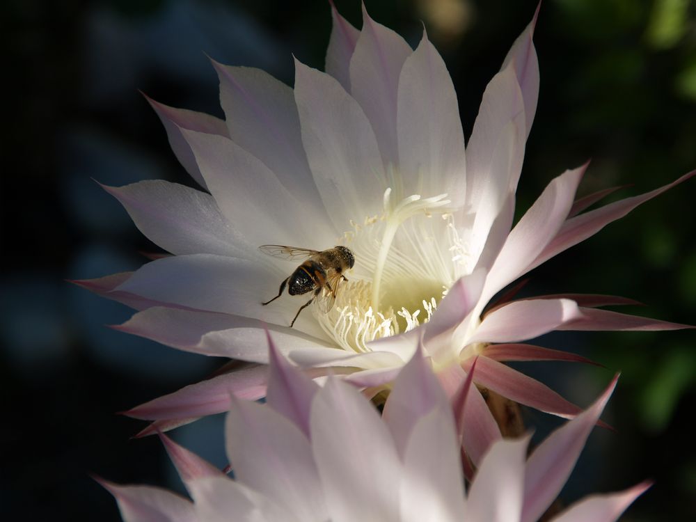 kaktusblume von varrazza Franco 