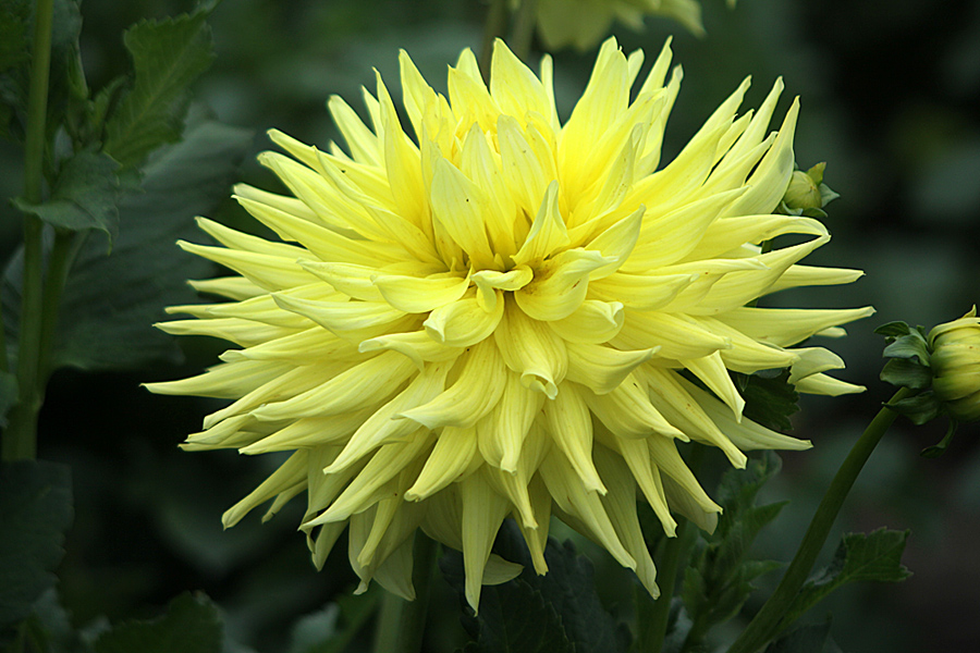 Kaktusdahlie in gelb Foto & Bild pflanzen, pilze & flechten, blüten