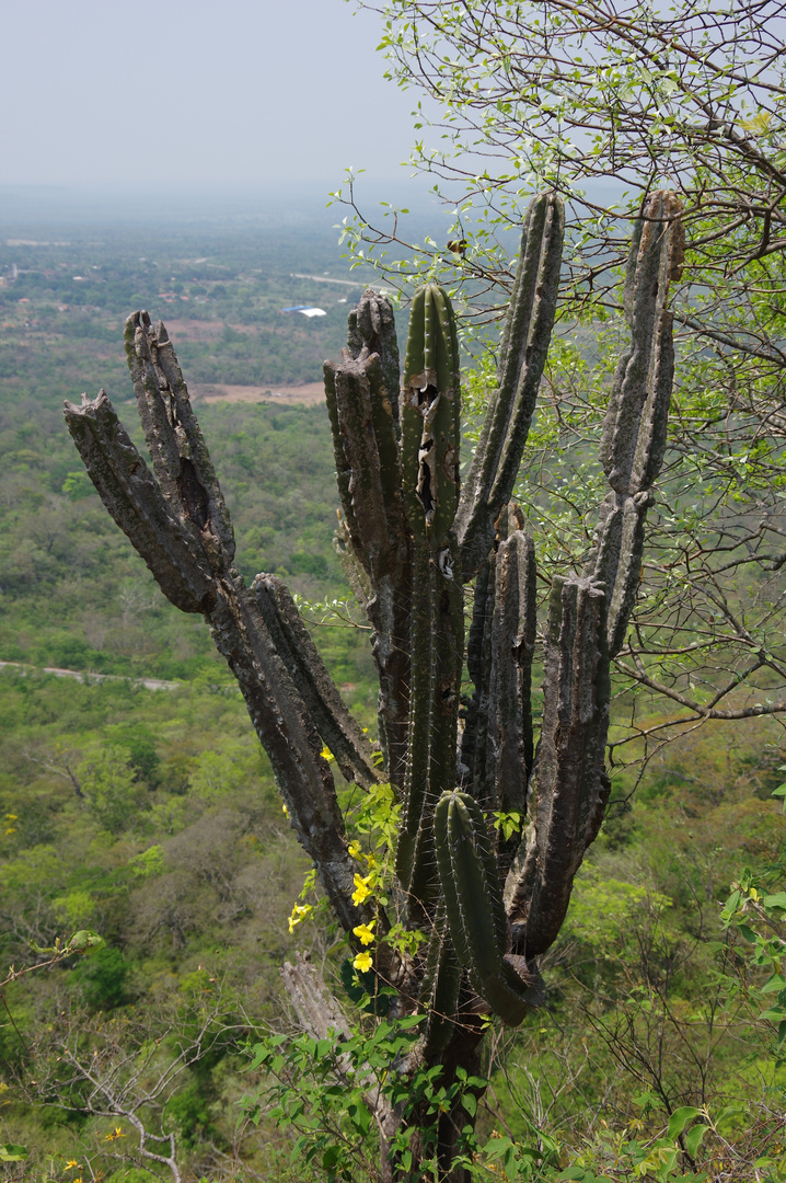 Kaktus…ein stachliger Boliviano