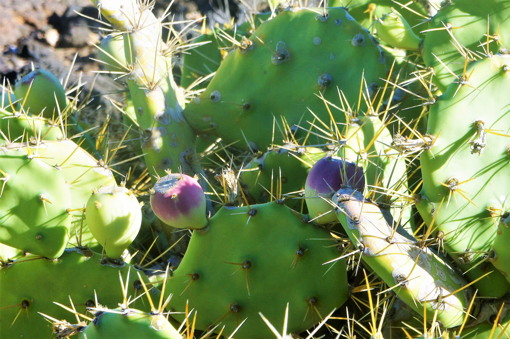 Kaktusfeigen Foto &amp; Bild | spain, natur, teneriffa Bilder auf fotocommunity